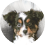 Mini Aussie Puppies For Sale - Fairfield Furbabies Mini Aussie Puppies For Sale - Fairfield Furbabies