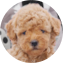 Poochon Puppy For Sale Fairfield Furbabies Poochon Puppy For Sale - Fairfield Furbabies