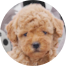 Poochon Puppies For Sale - Fairfield Furbabies Poochon Puppies For Sale - Fairfield Furbabies