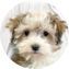 Havapoo Puppy For Sale Fairfield Furbabies Havapoo Puppy For Sale - Fairfield Furbabies