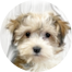 Havapoo Puppies For Sale - Fairfield Furbabies Havapoo Puppies For Sale - Fairfield Furbabies