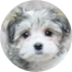 Havachon Puppies For Sale - Fairfield Furbabies Havachon Puppies For Sale - Fairfield Furbabies