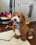 Mini Goldendoodle Being Cute Mini Goldendoodle Being Cute