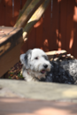 Cute Mini Sheepadoodle Pup Cute Mini Sheepadoodle Pup