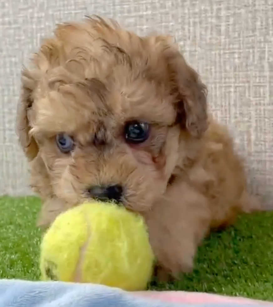 Cute Bichpoo Poodle Mix Pup