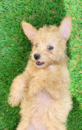 Pomapoo Being Cute