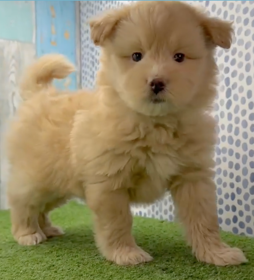 Sweet Mini Pomskydoodle Pup