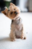 Yorkshire Terrier Being Cute Yorkshire Terrier Being Cute