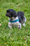Havanese Being Cute Havanese Being Cute