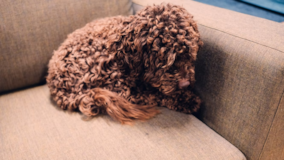 Cute Cocker Spaniel Poodle Mix Pup Cute Cocker Spaniel Poodle Mix Pup