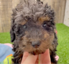 Cute Pooodle Purebred Pup