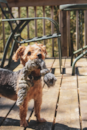 Cute Yorkie Chon Designer Pup Cute Yorkie Chon Designer Pup