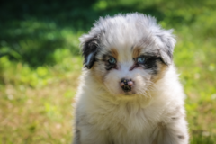 Mini Aussie Being Cute Mini Aussie Being Cute