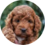 Mini Irish Doodle Puppies For Sale - Fairfield Furbabies Mini Irish Doodle Puppies For Sale - Fairfield Furbabies
