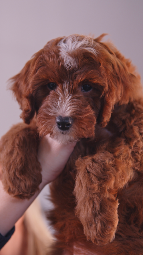 Fairfield Furbabies Mini Goldendoodle Puppies - what you should know before you bring one home ❤️🐶 Trending Video