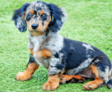 Mini Doxiedoodle Puppies For Sale Fairfield Furbabies