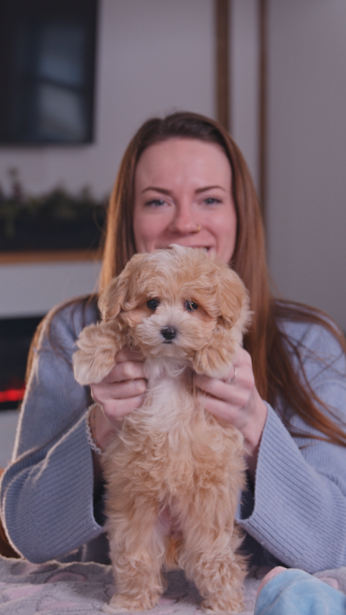 Fairfield Furbabies Maltipoo Puppies know how to celebrate the weekend🐶❤️ Trending Video