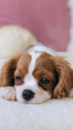 Cute Cavalier King Charles Spaniel Purebred Pup Cute Cavalier King Charles Spaniel Purebred Pup