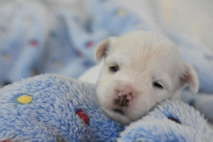 Cute Havanese Purebred Pup Cute Havanese Purebred Pup