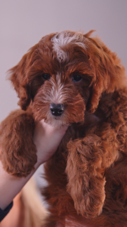 Fairfield Furbabies Mini Goldendoodle Puppies - what you should know before you bring one home ❤️🐶