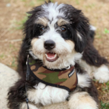 Mini Bernedoodle Being Cute Mini Bernedoodle Being Cute