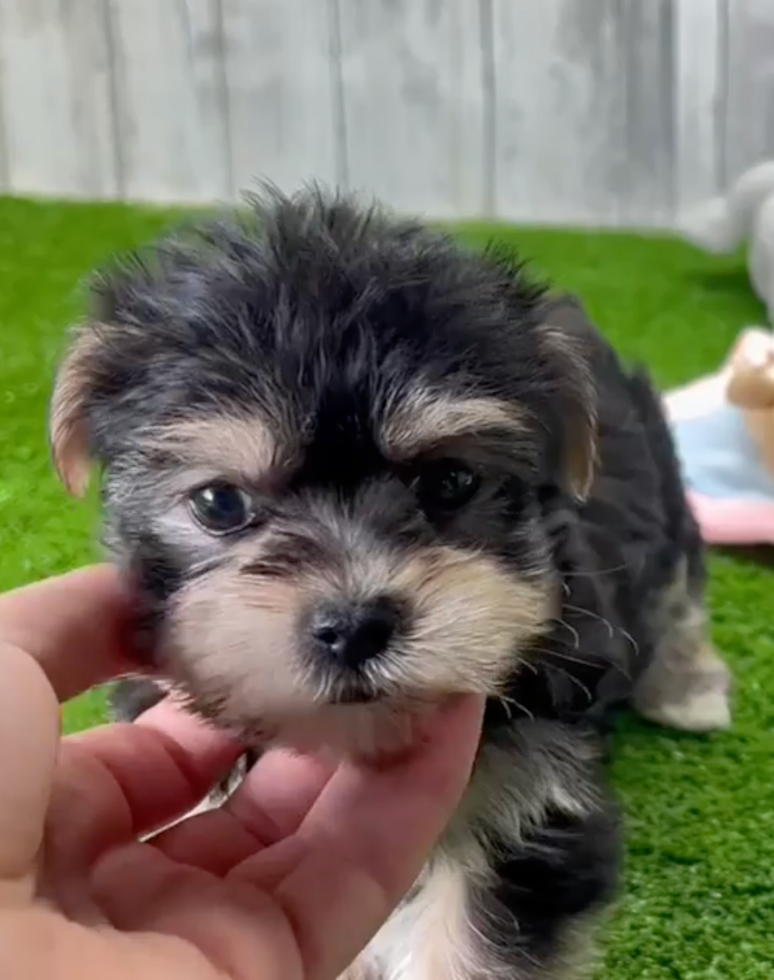 Cute Morkie Pup