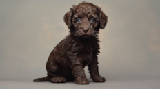 Cute Mini Labradoodle Pup Cute Mini Labradoodle Pup