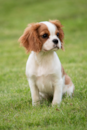 Cute Cavalier King Charles Spaniel Purebred Pup Cute Cavalier King Charles Spaniel Purebred Pup