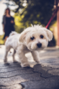 Cute Maltese Purebred Pup Cute Maltese Purebred Pup