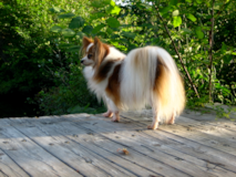 Cute Pomeranian Pup Cute Pomeranian Pup