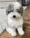 Cute Mini Sheepadoodle Pup Cute Mini Sheepadoodle Pup