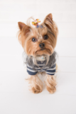 Cute Yorkshire Terrier Purebred Pup Cute Yorkshire Terrier Purebred Pup