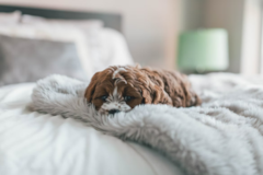 Cute Cockapoo Pup Cute Cockapoo Pup