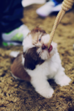 Cute Shitzu Purebred Pup Cute Shitzu Purebred Pup