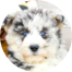Mini Huskydoodle Puppies For Sale - Fairfield Furbabies Mini Huskydoodle Puppies For Sale - Fairfield Furbabies