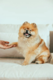 Cute Pomeranian Pup Cute Pomeranian Pup