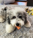 Mini Sheepadoodle Being Cute Mini Sheepadoodle Being Cute