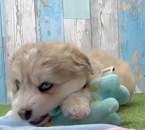 Mini Huskydoodle Being Cute