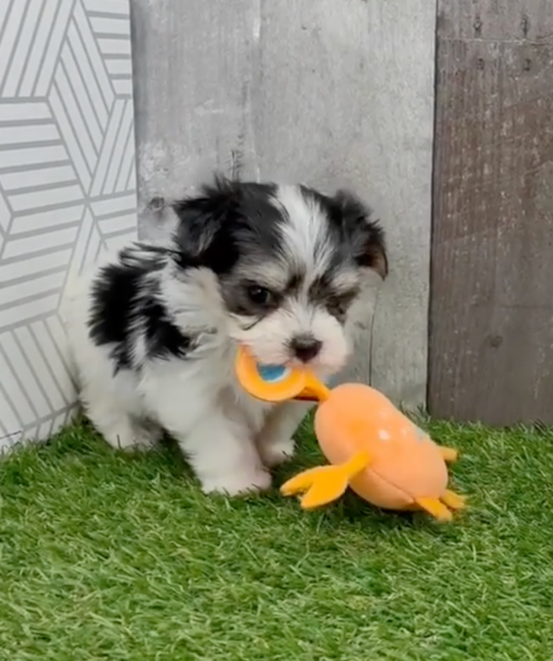 Morkie Being Cute