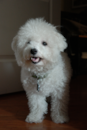 Cute Bichon Frise Pup Cute Bichon Frise Pup