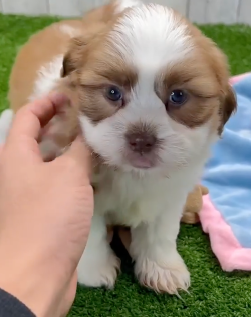 Cute Havashu Pup