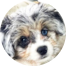 Aussiechon Puppies For Sale - Fairfield Furbabies Aussiechon Puppies For Sale - Fairfield Furbabies