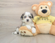 8 week old Aussiechon Puppy For Sale - Fairfield Furbabies