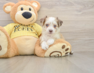 8 week old Aussiechon Puppy For Sale - Fairfield Furbabies