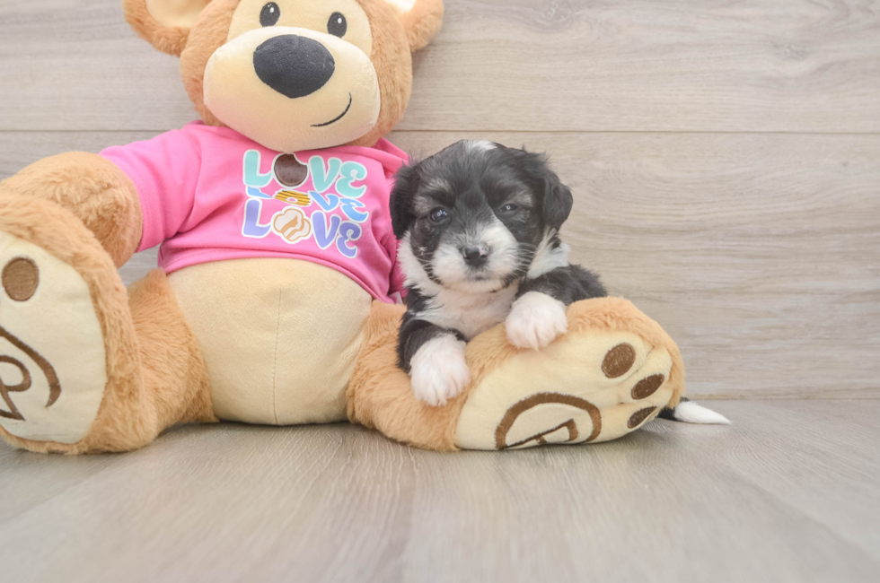 5 week old Aussiechon Puppy For Sale - Fairfield Furbabies