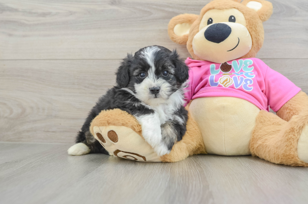 6 week old Aussiechon Puppy For Sale - Fairfield Furbabies