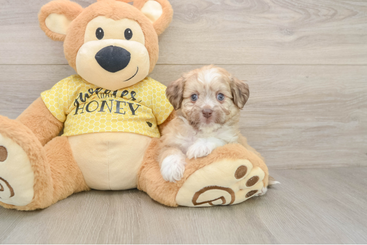 Aussiechon Puppy for Adoption
