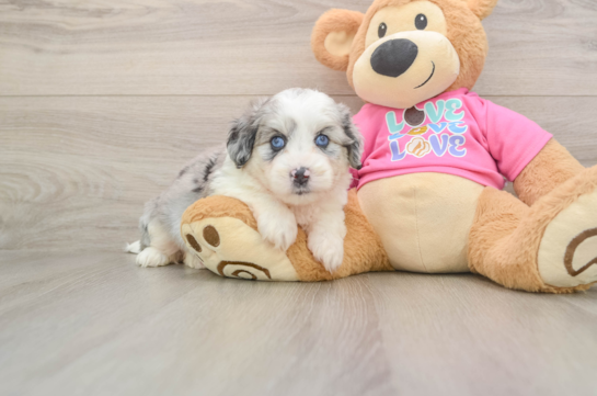 ANDRE, a Aussiechon littermate