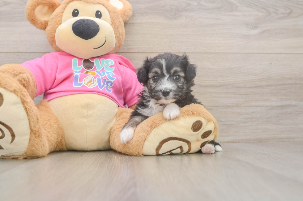 5 week old Aussiechon Puppy For Sale - Fairfield Furbabies