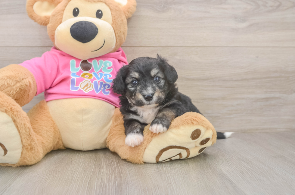 5 week old Aussiechon Puppy For Sale - Fairfield Furbabies